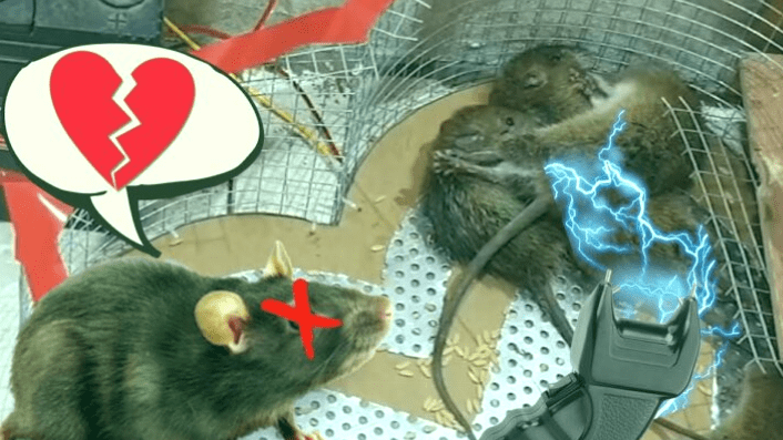 Las 3 mejores trampas eléctricas para ratones