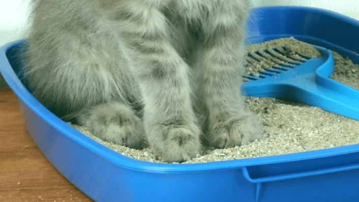 Las 5 mejores arenas de silicona para gatos
